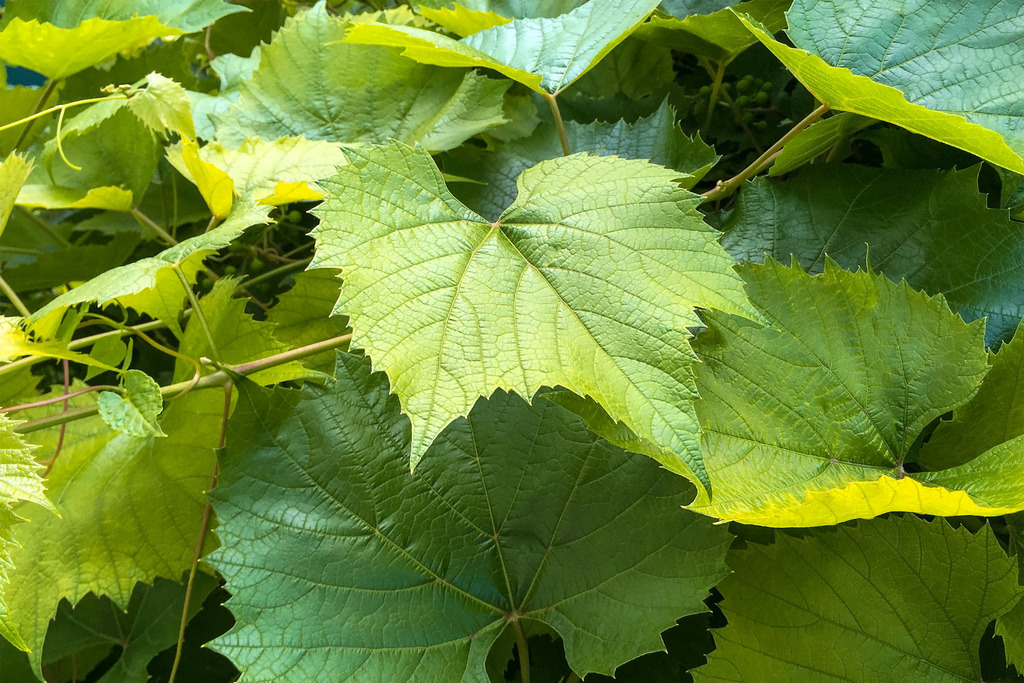 Πάρε το στρατί και γύρνα Φωτογραφία 1
