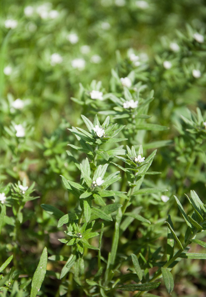 Και γύρω μου βουνά Φωτογραφία 3