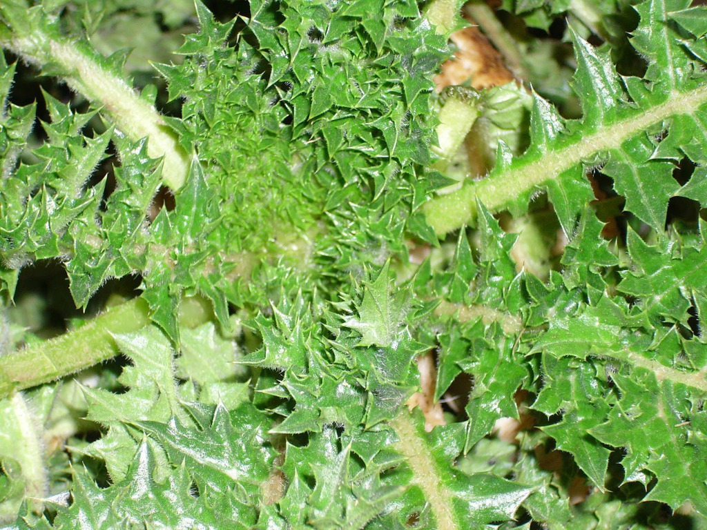 Ασκολίμπροι