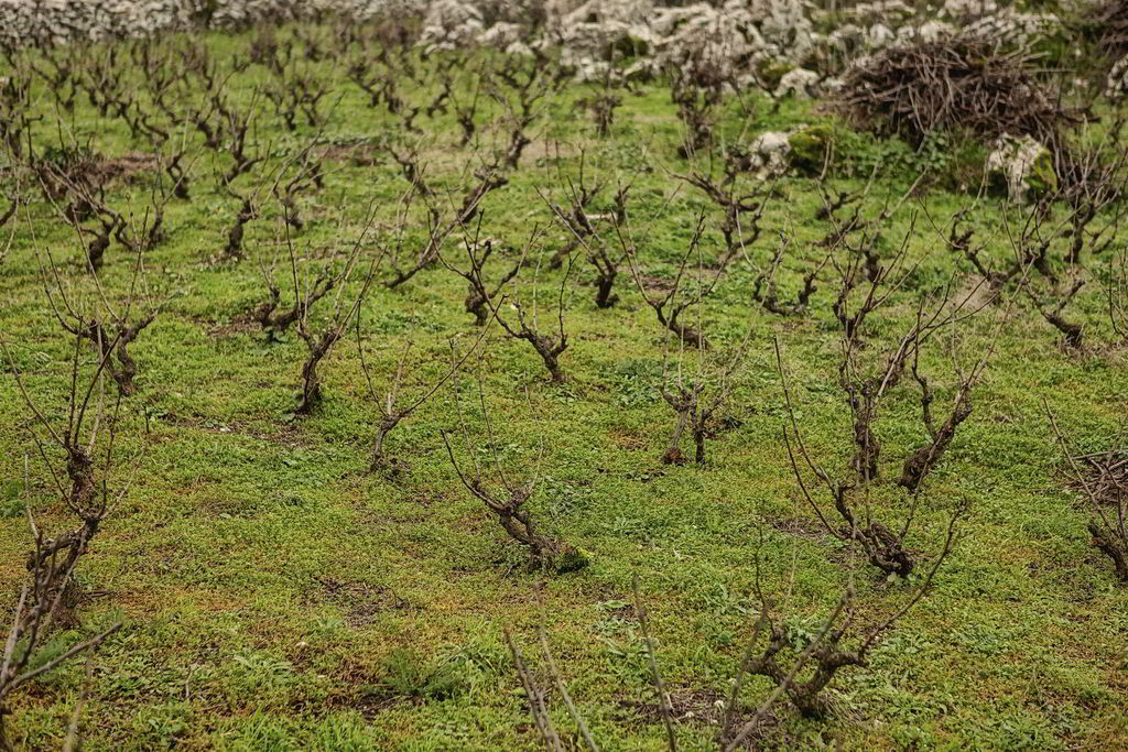 The vineyards. Until late 16th century vine was the island’s sole crop (then the Venetians introduced the olive tree). Currently the island boasts a rich production of the finest table and wine grapes. Wine connoisseurs can choose among the various award-winning labels and visit the wineries of northern and southern Corfu.