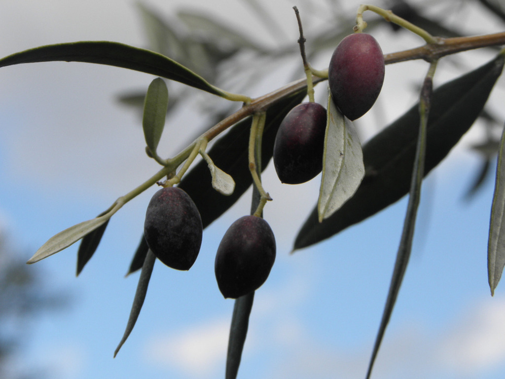 Να κατεβώ τον Ομαλό Φωτογραφία 1