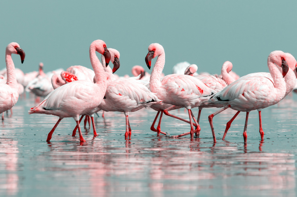 Με κρίνα και με γιασεμιά