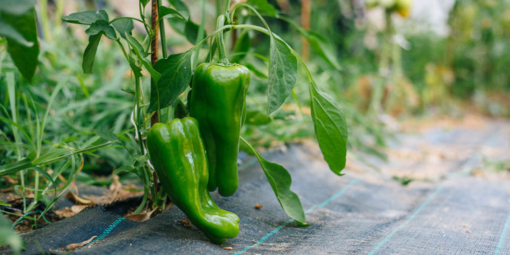 Στον κάμπο βασιλεύει Φωτογραφία 8