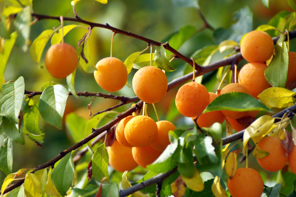 Από πράσινο, γαλάζιο Φωτογραφία 1