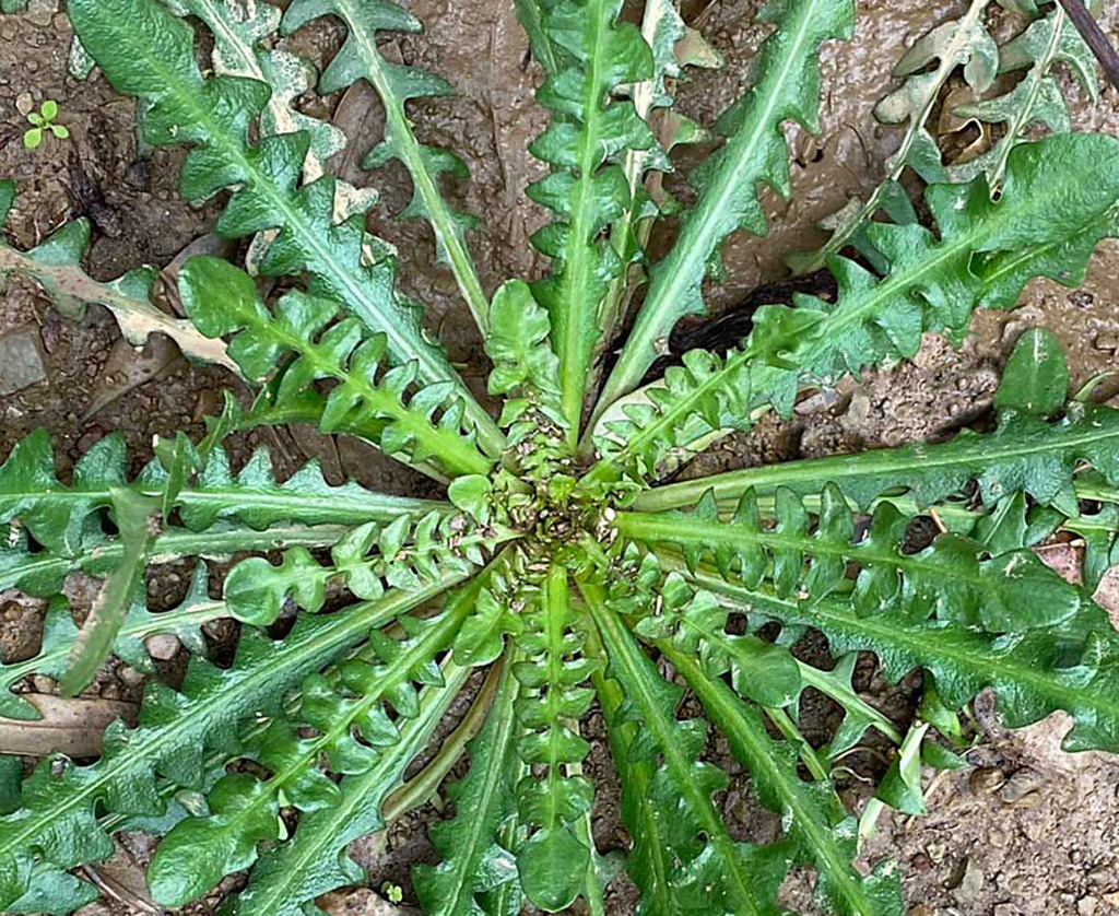 Το κάστανο θέλει κρασί Φωτογραφία 1