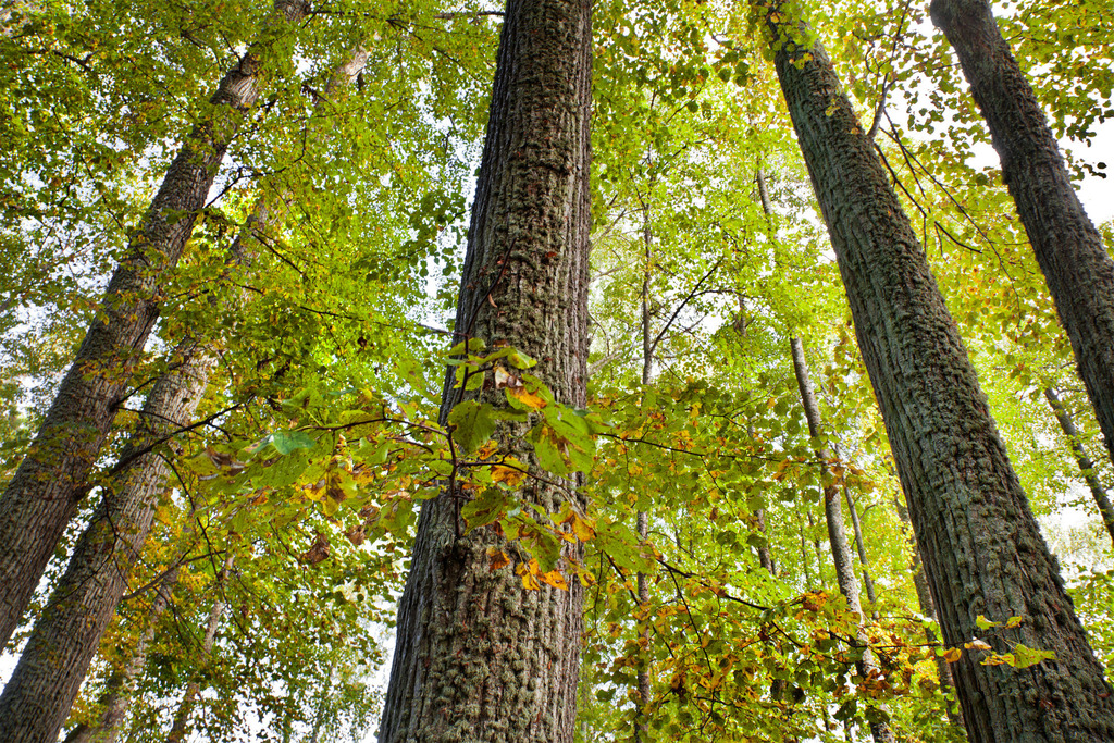 Στης Παναγιάς τα μέρη