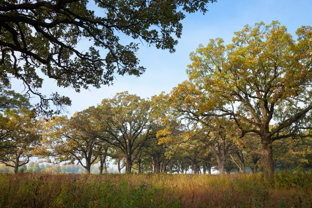 Τις ομορφιές σου καρτερώ