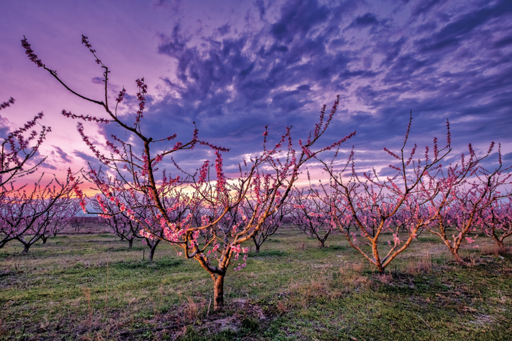 Στον κάμπο βασιλεύει