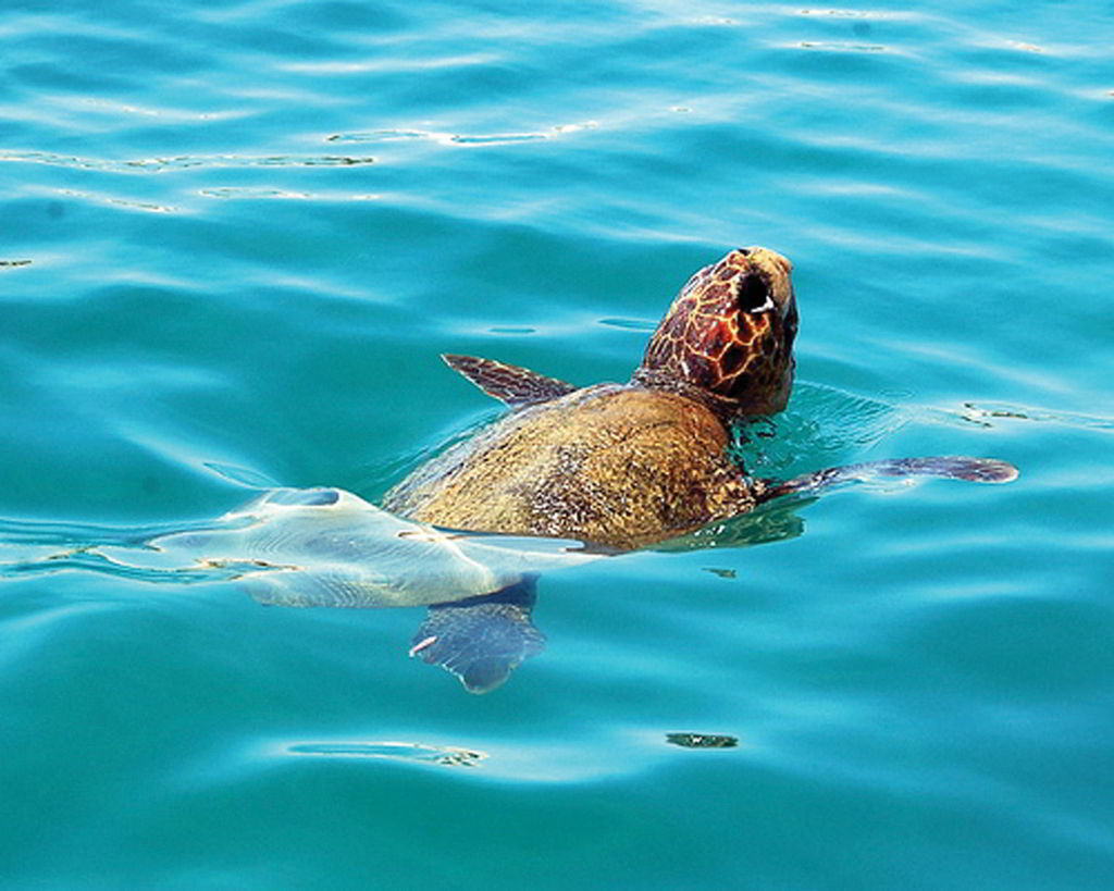 Caretta–Caretta. Η χελώνα Caretta - caretta είναι ένα από τα πιο σπάνια είδη του πλανήτη. Εμφανίστηκε, πριν από 200 εκατομμύρια χρόνια, στις θάλασσες και μέσα σε αυτό το μακρινό μεσογειακό της ταξίδι, διάλεξε τις πιο όμορφες και ζεστές αμμουδιές, στο νότιο μέρος της Ζακύνθου, για να αναπαράγει το σπάνιο είδος της.